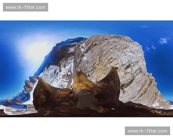 巅峰博弈：鹰的视野与狼的野心，谁才是生存法则的终极答案？